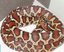 Flavirufa