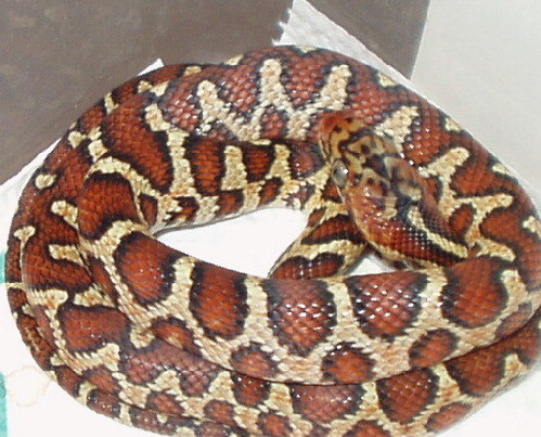 Flavirufa