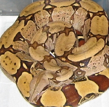 Suriname female breeder