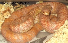 albino Korean ratsnake