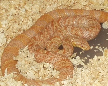 albino Korean rat