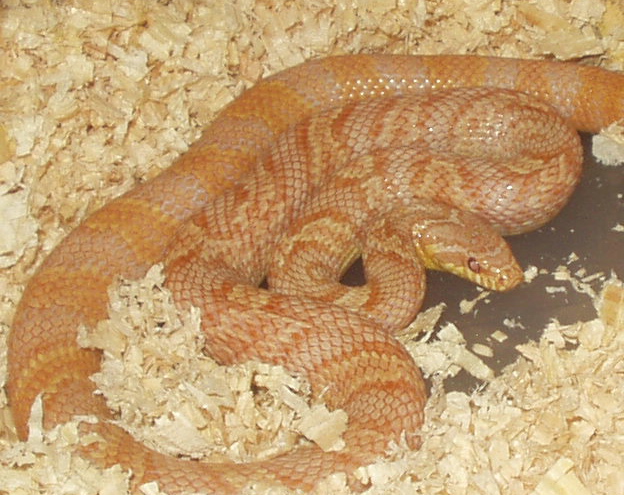 albino Korean rat