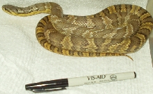 Korean ratsnake