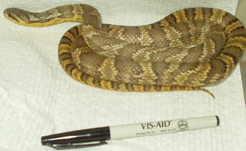 Korean ratsnake