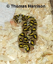 male 03