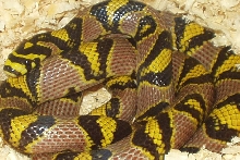 Female breeder