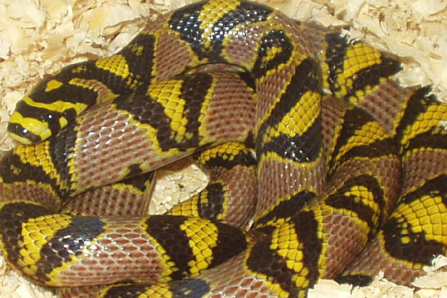 Female breeder