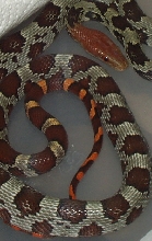 moellendorffi