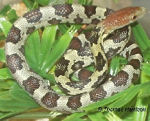 female cb moellendorffi