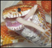 Crimson eating