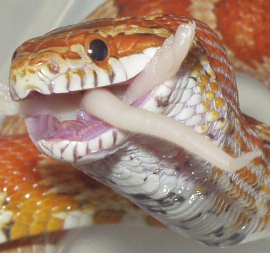 Crimson eating