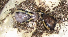 pastel hatching