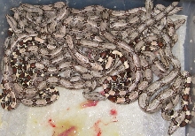 pile of Surinames