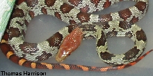 Red heaed ratsnake