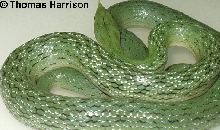 rhyno at about 18 months