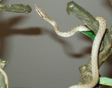 Rhynocophis