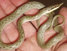 rhynocophis
