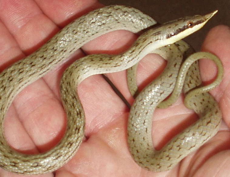 rhynocophis