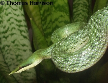 rhyncophis Boulengeri
