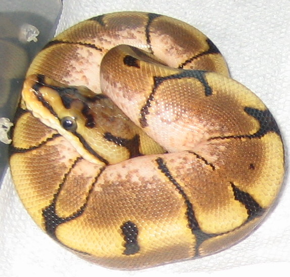 female spider