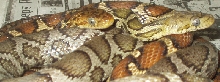 flavifufa