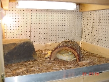 kimo's custom cage