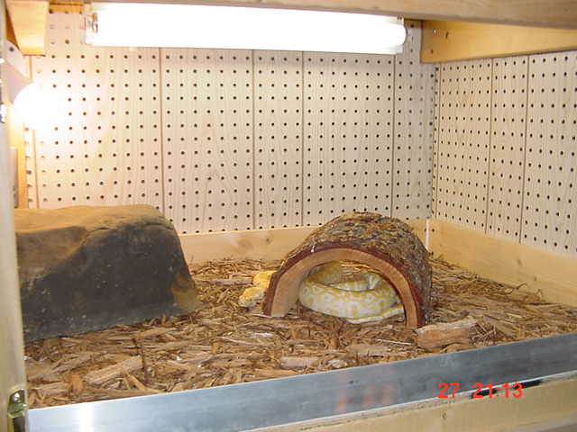 kimo's custom cage