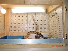 kimo's custom cage
