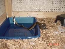 my baby anaconda after it finally ate