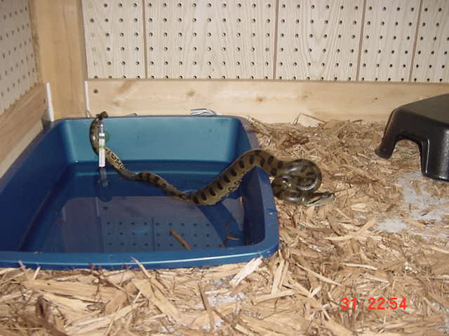 my baby anaconda after it finally ate