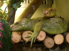 Corucia zebrata