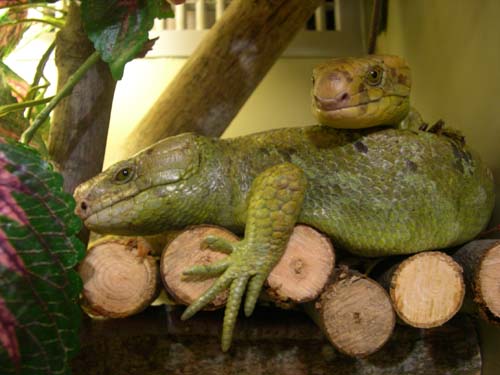 Corucia zebrata