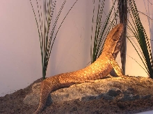 varanus exanthematicus