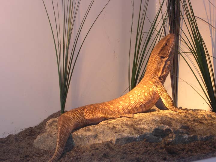 varanus exanthematicus