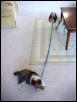 Sophie walking Molly
