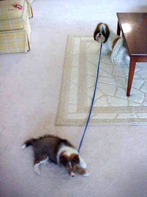 Sophie walking Molly