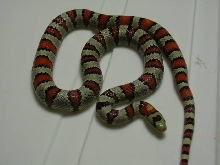 '99 Male Greeri