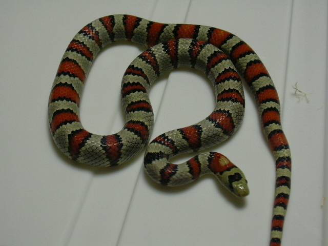 '99 Male Greeri