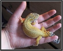 Body Of yellow