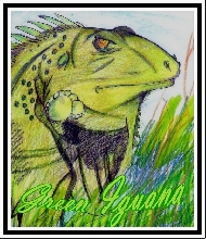Green Iguana