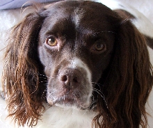 Puppy Dog Eyes