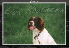 English springer spanile