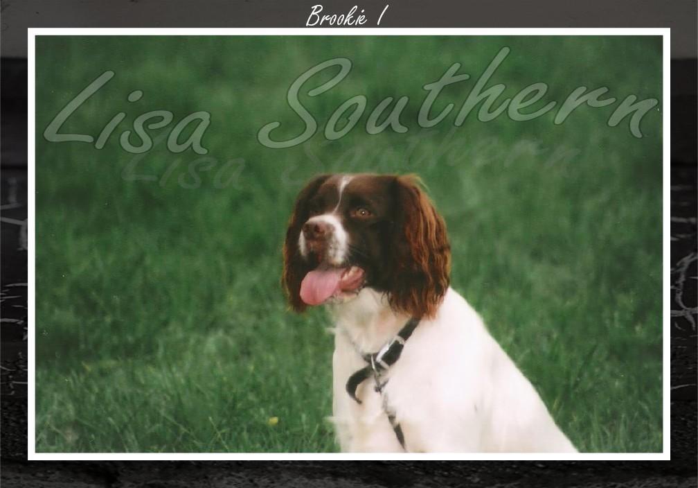 English springer spanile