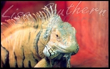 Eddy