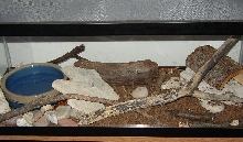 Checkers' Tank