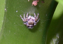 jumping spider