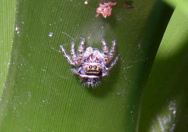 jumping spider