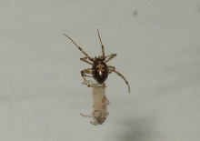 "pet" spider
