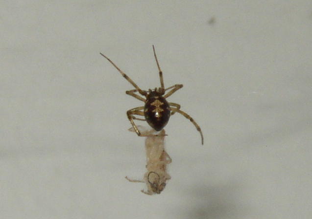 "pet" spider