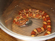 Checkers eating